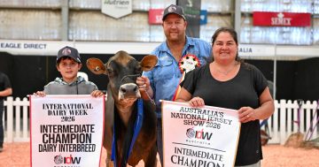 Catch award-winning cattle and so much more at Cobargo Show, no bull