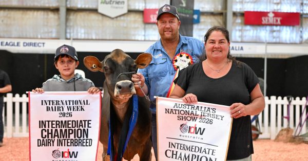 Catch award-winning cattle and so much more at Cobargo Show, no bull