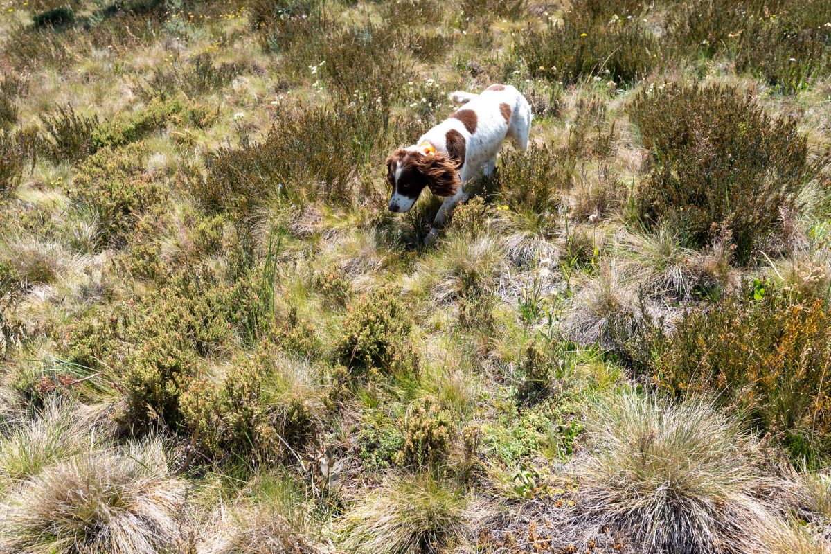 A dog running through a grassy field