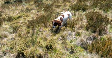 Meet the 'high performing athletes' tracking invasive weeds in the high country