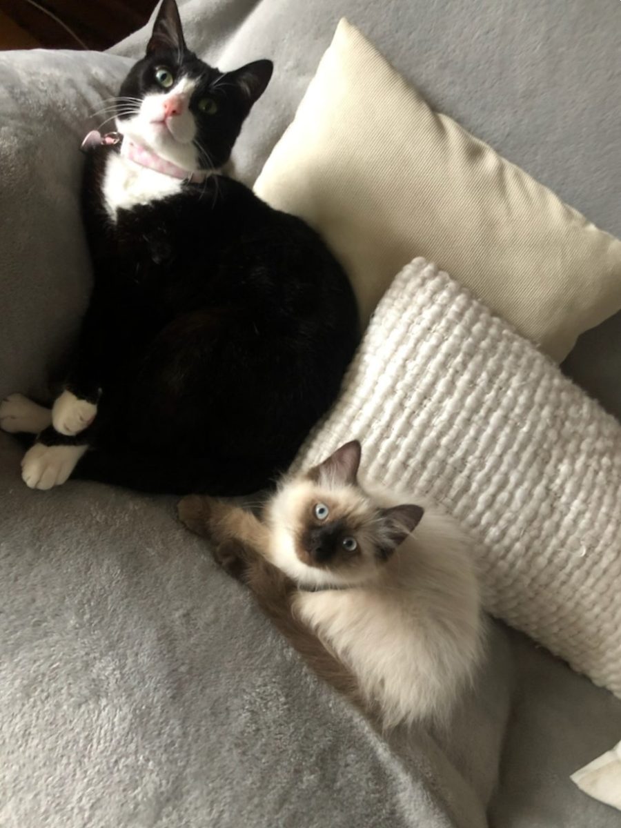 Kitty and Polly are a bonded duo who are looking for a home together.