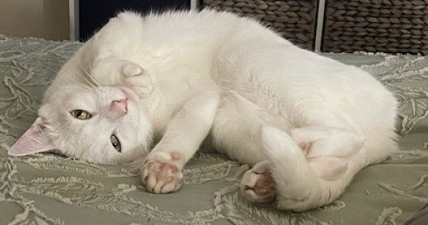 Eurobodalla Animal Welfare League's Pets of the Week: Meet Ava and Leo!