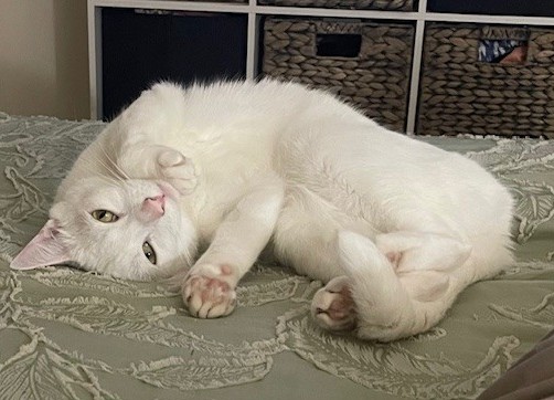 Lovely Leo is the king of bedtime snuggles - now he just needs someone to share them with.