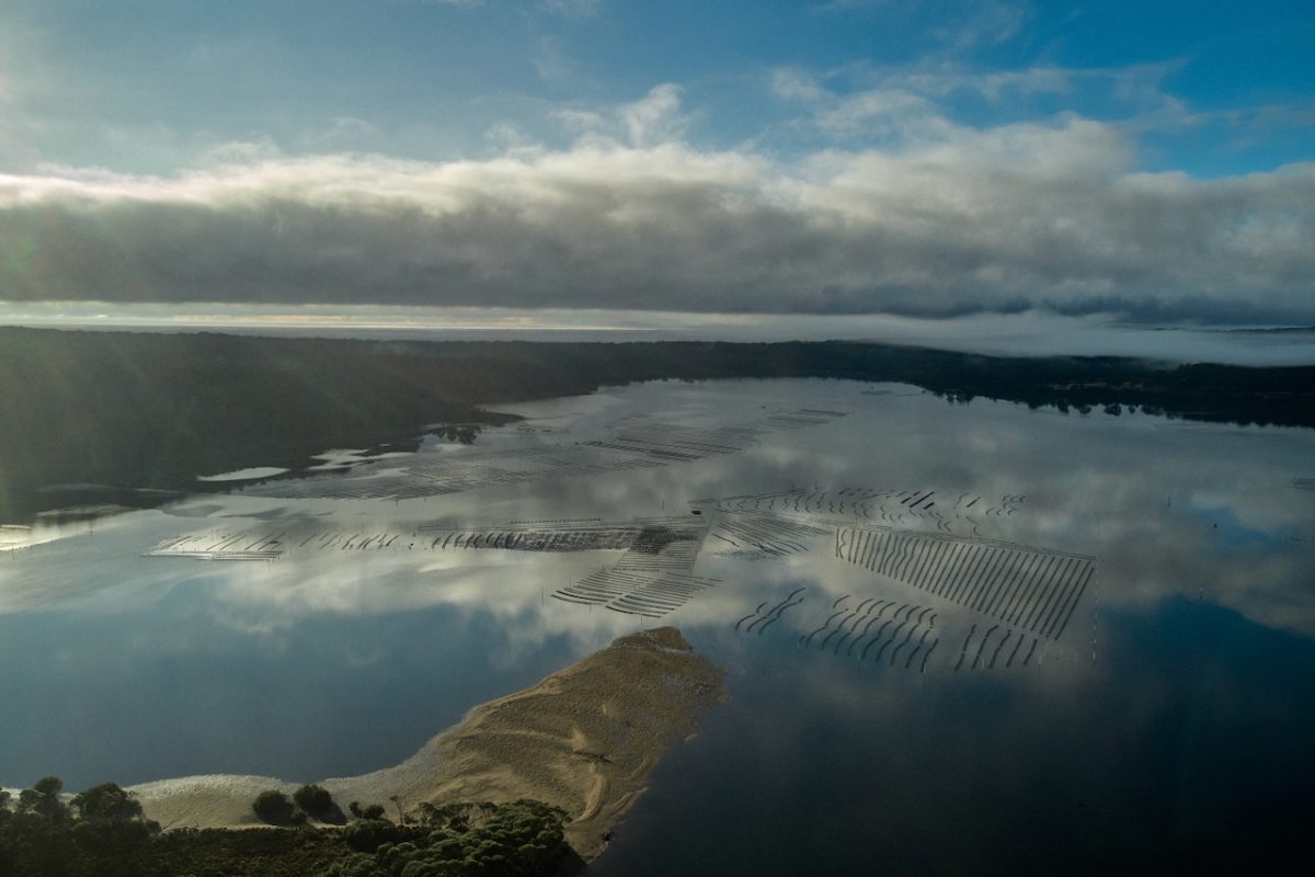 An aerial view of oyster leases on a lake.