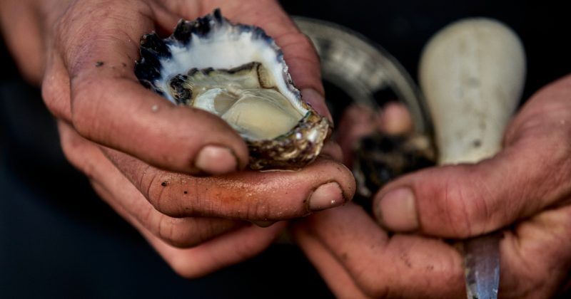 Pambula Oyster Farm acquired by Australian Oyster Coast