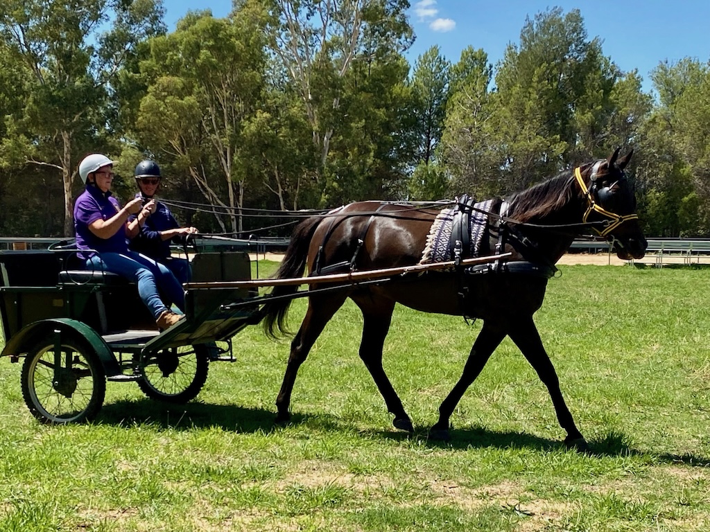 RDA Goulburn is introducing carriage driving as it prepares for a new project to boost its activities. Cheryl Thrower is driving the carriage accompanied by young whip Karen Harrington.