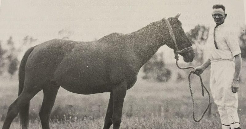 Narrandera's outlaw horse that rode into song, verse and history