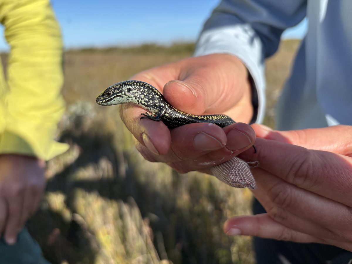 A pair of hands holding a swamp skink