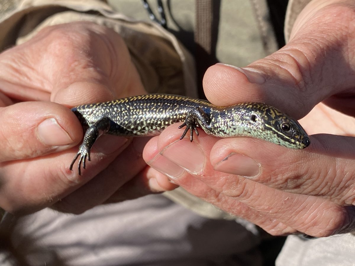 A pair of hands holding a swamp skink