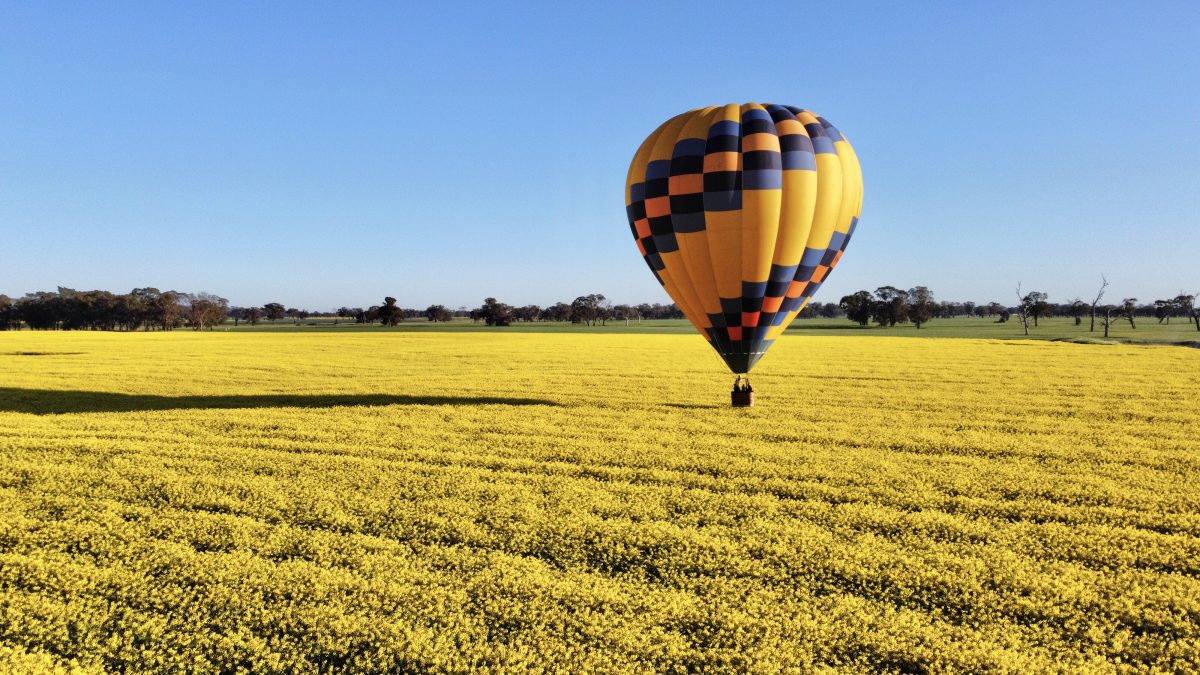 The Canola Trail has teamed up with Goldrush Ballooning to offer sunrise flights over the canola fields this September.