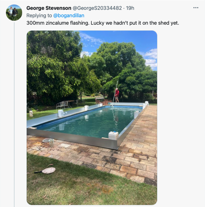 Tweet of frogs in pool