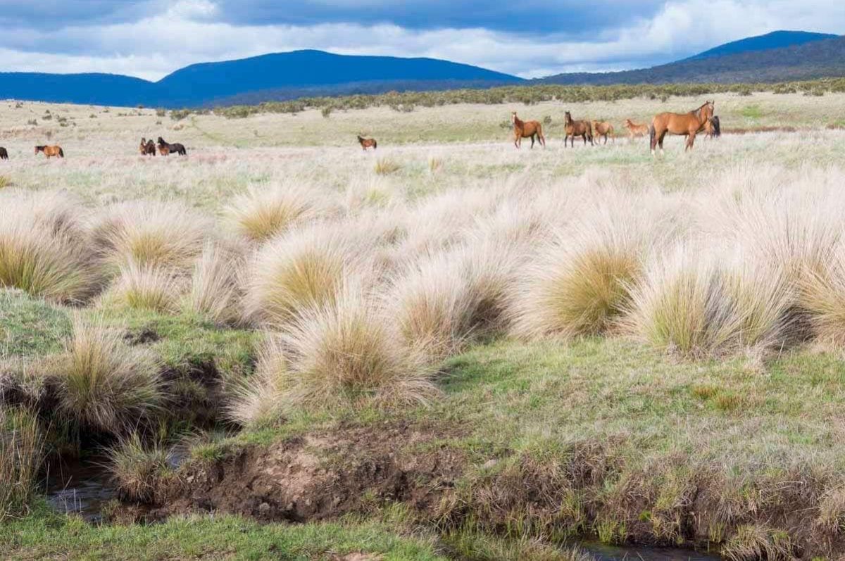 feral horses