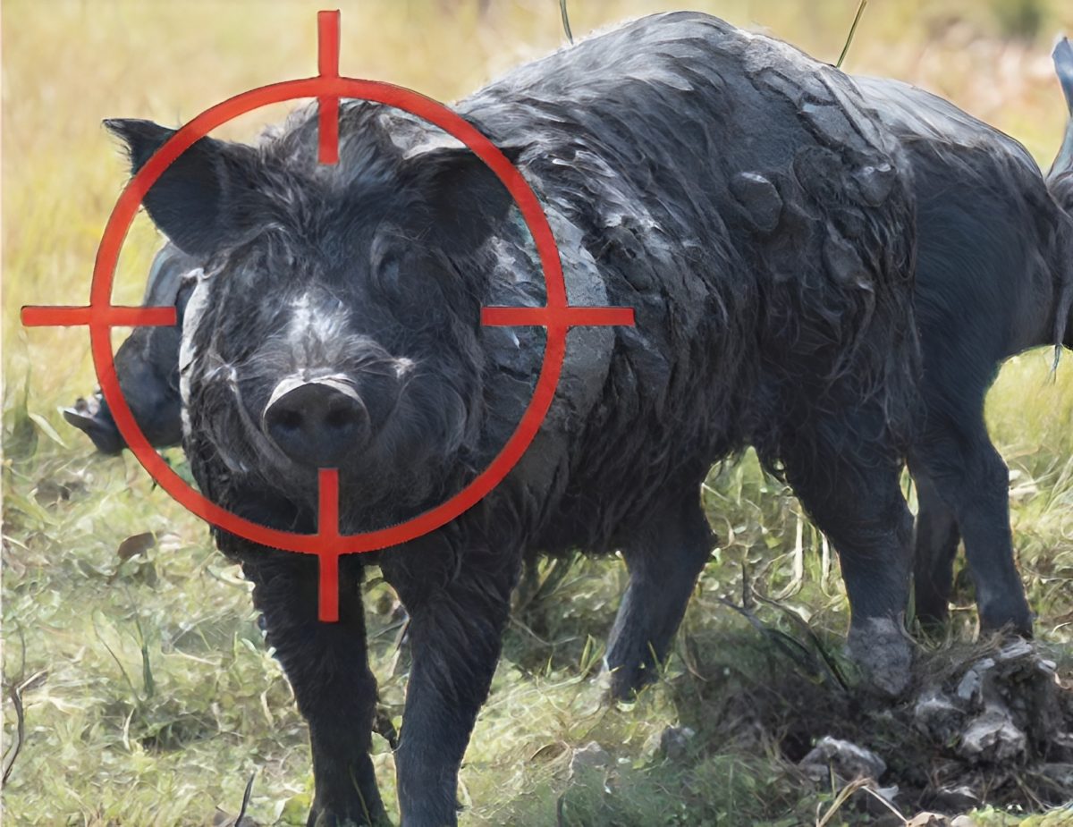 Pig numbers are out of control and the NSW Government is looking for candidates to become the first State Feral Pig Coordinator