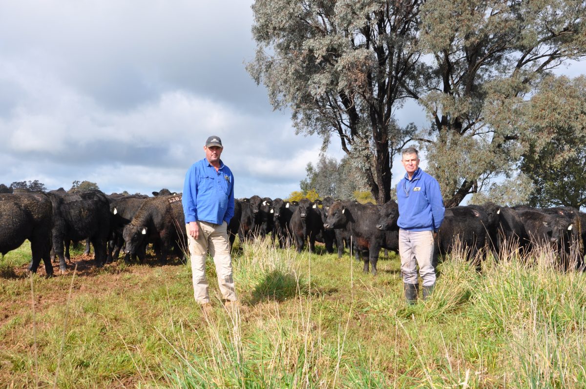 two men with cattle herd