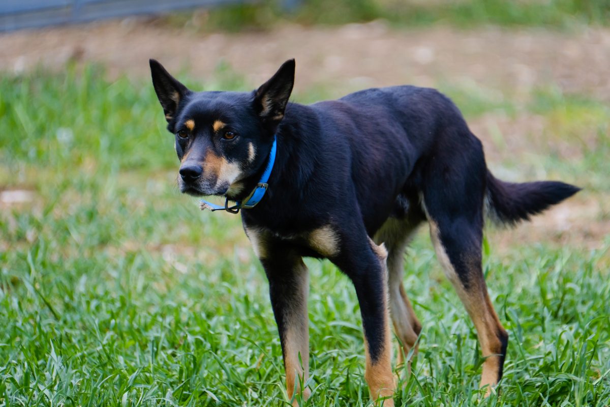 Some 200 of the nation’s best working dogs are expected to converge at Henty for the NSW Sheepdog Workers field trials and the Murray Valley Yard Dog Championships in September