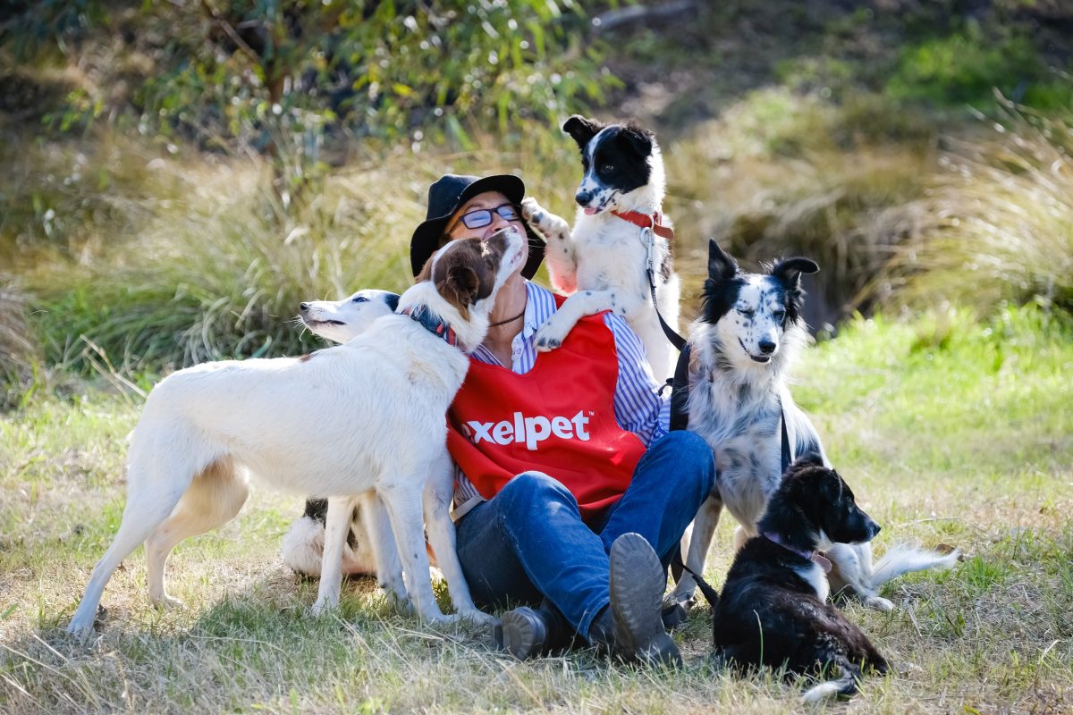 Handlers enter their four best dogs into the sheepdog field trials. Photo: Henty Machinery Field Days