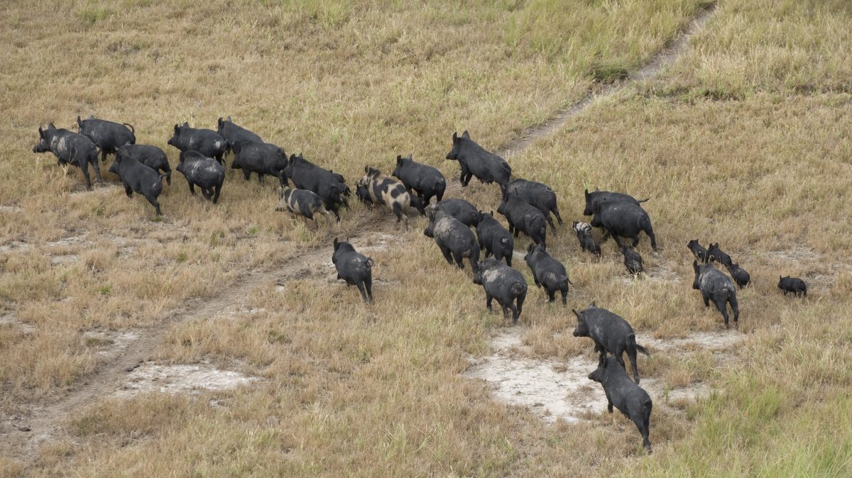 Wild pig numbers are in the millions across NSW