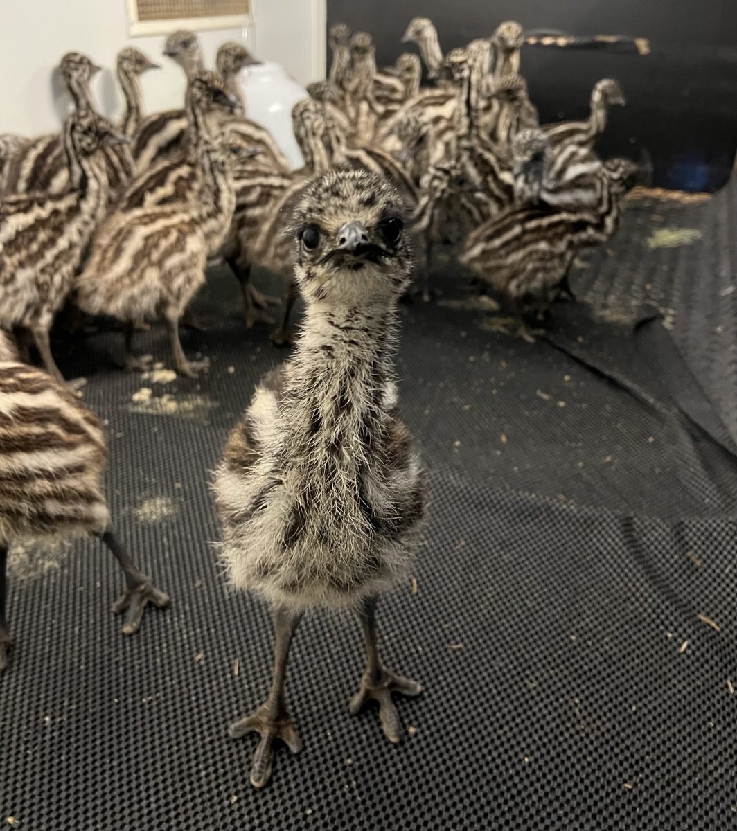 Emu chick