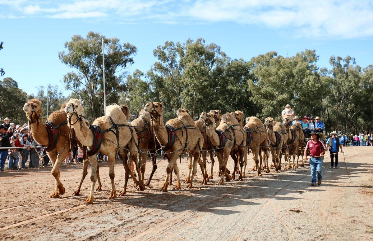 The Barellan event is the only place in the world where you will see teams of 16 to 18 camels in harness, pulling big wagons loaded with wool.