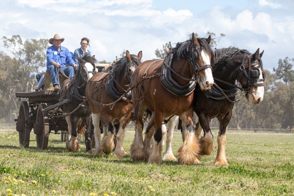 Master horseman Bruce Bandy from Barellan takes local politician Steph Cooke for an amble with these magnificent creatures at the 2022 festival.