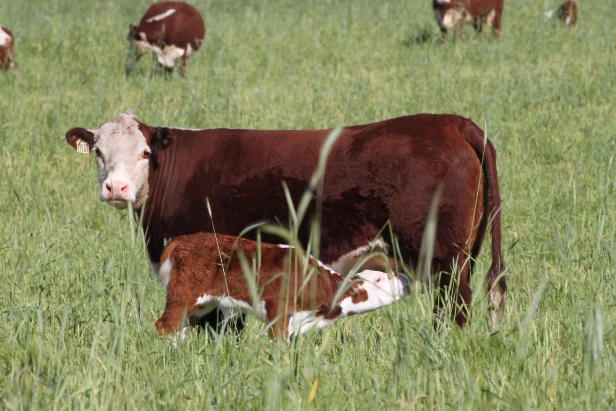 Cows in paddock