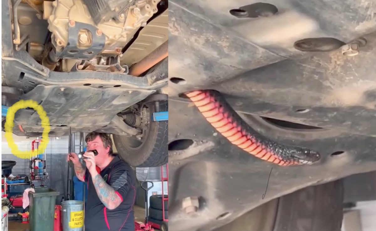 Josh Thompson had to put a car on a hoist to remove a cheeky, red-bellied black snake earlier this year. 