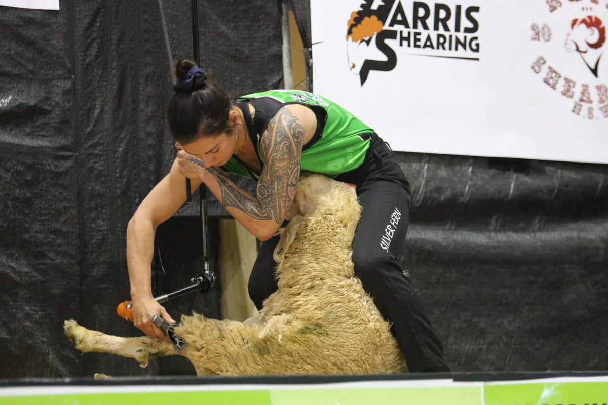 woman shearing a sheep in a competition