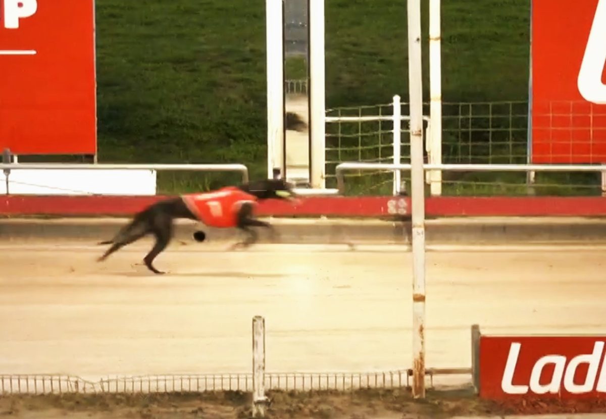 greyhound race