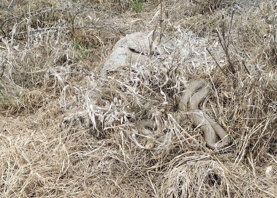 An eastern brown snake was spotted in Explorer Park at Boorooma on the weekend. 