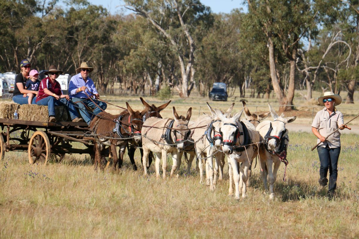 donkeys and cart