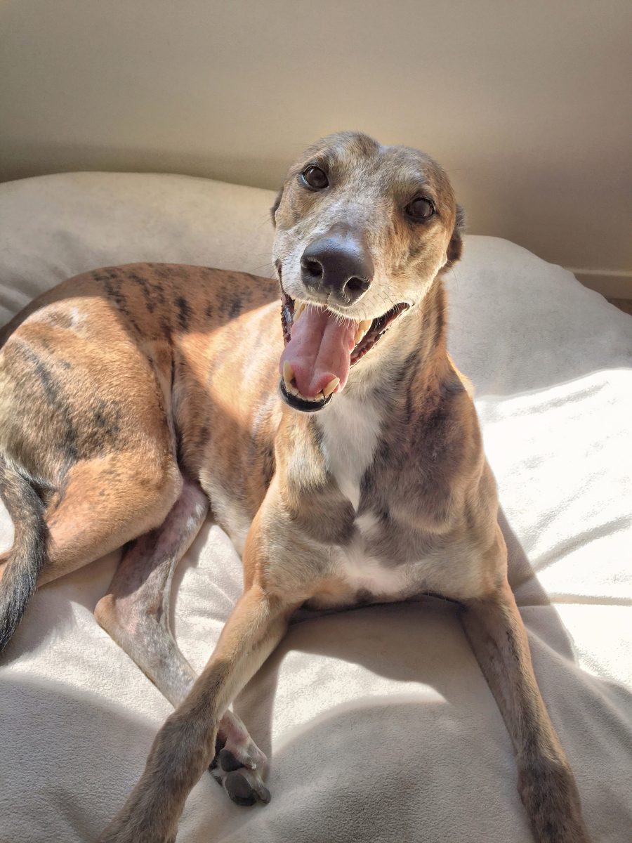 Greyhound smiling