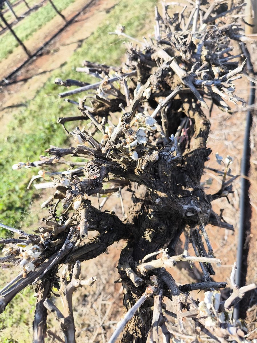 winegrape vine hit by frosts 