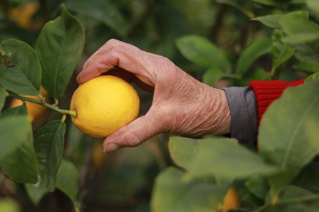 hand holding lemon on tree